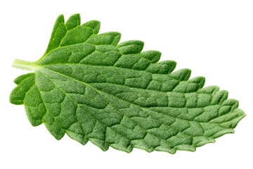 Mint Leaf, spearmint, isolated, full depth of field © grey