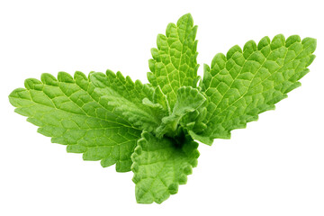 Mint Leaves, spearmint, isolated, full depth of field © grey