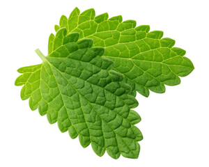 Mint Leaves, spearmint, isolated, full depth of field © grey