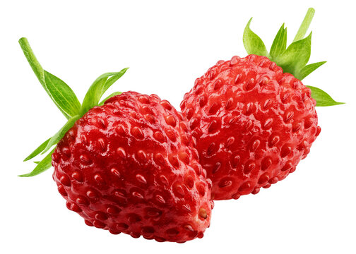 wild Strawberry isolated, full depth of field