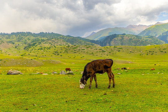 Dark brown and white calf grazes in lush green field. Other livestock, including horses and cattle, are scattered in the background against rolling hills and mountains.