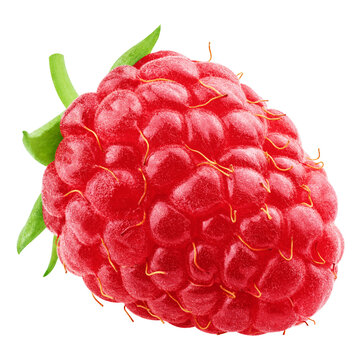 Raspberry isolated, full depth of field