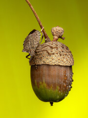 shieldbug on an acorn © Rumen