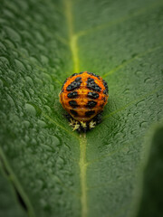 close up of a ladybug on leaf © Rumen