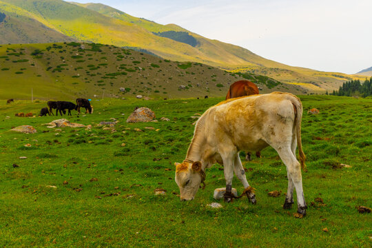 Herd of cattle grazes on a green hillside in a rural landscape. A light-colored calf is tethered to a rock while eating grass, surrounded by dark cows and a horse.