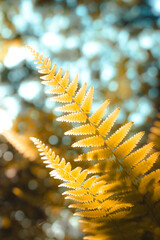 fern leaf on the beach © Vickry