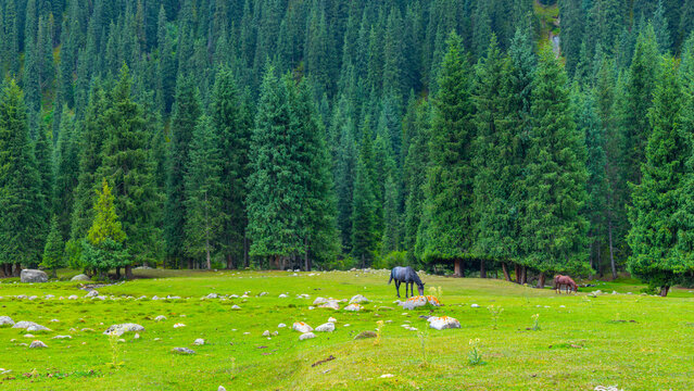 Two horses, one dark and one light brown, graze peacefully in a vibrant green meadow. The meadow features scattered rocks and is bordered by a thick forest of tall evergreen trees.