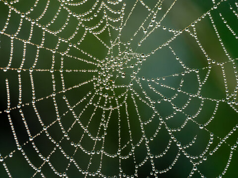 spider web with dew drops