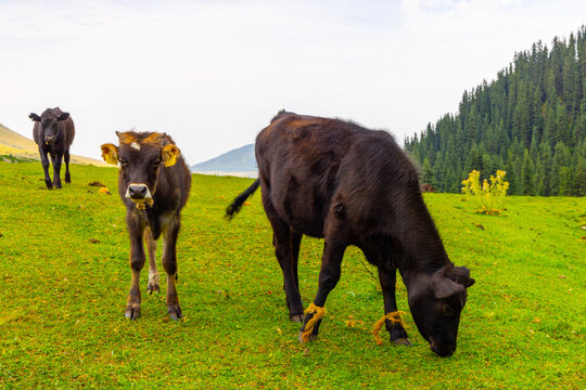 Three young cattle are in a grassy field under an overcast sky. One calf stands facing the camera with yellow ear tags, while another walks away. A larger calf grazes in the foreground with ropes tied
