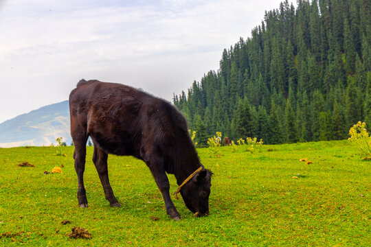 Dark-colored bovine grazes in lush green field filled with yellow wildflowers. Dense evergreen forest covers hillside in background, with cloudy sky overhead.