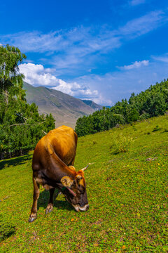 Brown cow grazes on a lush green hillside, head lowered to eat grass. Distant mountains and a line of trees create a serene rural landscape under a bright blue sky with clouds.