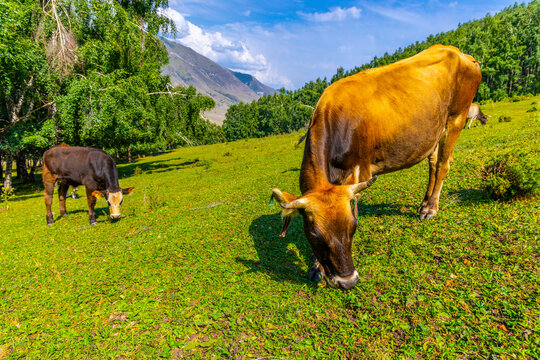 Brown cow and dark brown calf graze on vibrant green hillside. Scene features dense forest and large tan mountain under clear blue sky with white clouds.