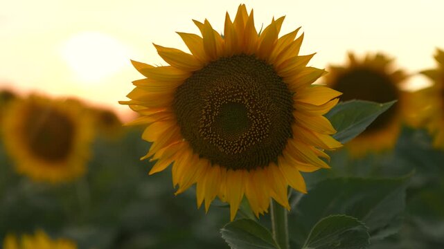 Sunflower at Sunset, Golden Sunflower Field, Summer Sunflower Bloom, Closeup of Sunflower, Evening Light, Sunny Flower in Nature,