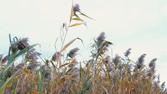 High stems of wild common reed Phragmites australis with fluffy panicles swaying in the wind on a riverbank wetland. Natural botanical landscape background template under a bright cloudy sky. 