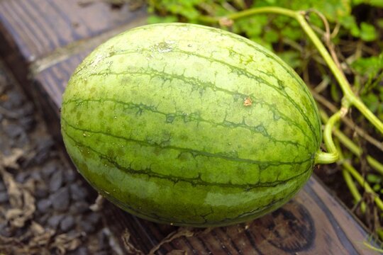 Watermelon Growing on a Vine, Citrullus lanatus
