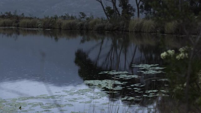 water Lillies, reflection in a pond and Klein Mountains, Stanford, South Africa
