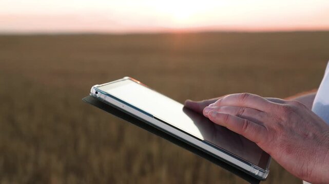 farmer works digital hand tablet wheat field, agriculture, modern wheat harvesting, industrial farming technologies, smart farming technology monitoring crops at dusk, rural technologist uses tablet
