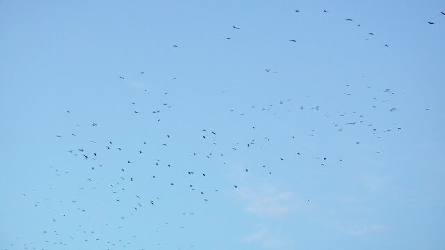 Large flock of wild black crows flying and circling high in a blue sky during a clear autumn day outdoors. Scenic natural seasonal bird migration scene before winter departure, wildlife corvus fauna. 