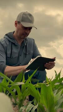 agriculture, farmer working corn field digital tablet, Farmer using tablet in cornfield, Monitoring business with technology, Plant development progress, Modern agricultural workflow, Sustainable food