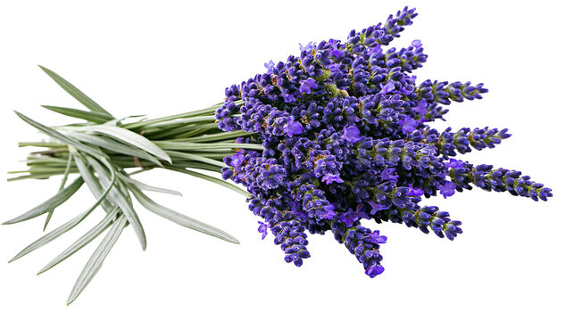 Isolated fresh fragrant purple lavender flower bunch with delicate green leaves for wellness