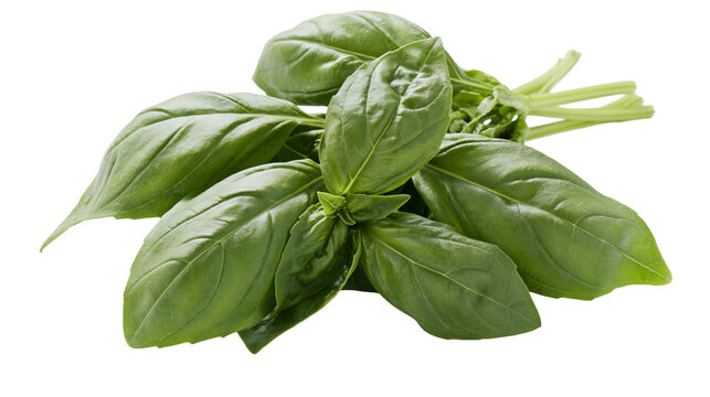 Isolated fresh green basil leaves bunch, aromatic herb for cooking and healthy eating