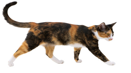 Isolated calico cat walking sideways, domestic feline with tortoiseshell fur pattern © Francisco