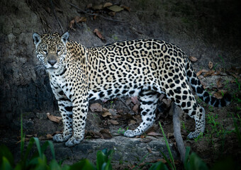 jaguar on the riverbank © Agatha Carr