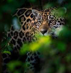 jaguar looking out between leaves © Agatha Carr