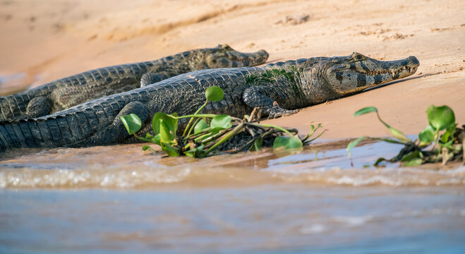 caimans at the riverbank 