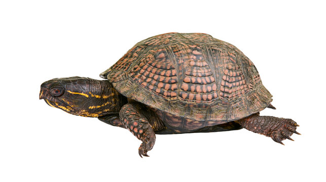 Isolated terrestrial turtle with intricate shell patterns and distinct facial features
