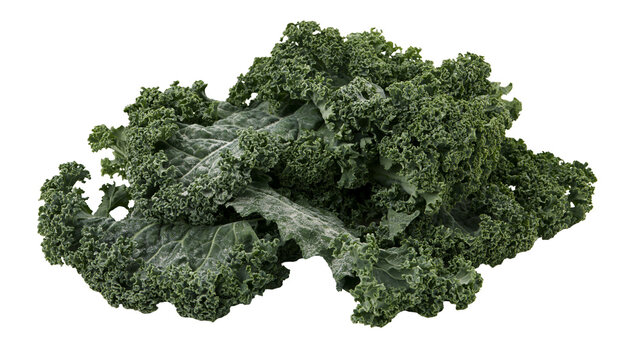 Isolated fresh green curly kale leaves heap, natural organic superfood vegetable for healthy diet
