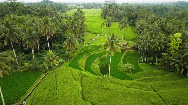 Rice terraces of Tegalalang in Ubud, Bali, showing traditional agriculture, tropical palm trees, and natural beauty of the Indonesian landscape. Aerial view drone flight over lush green fields