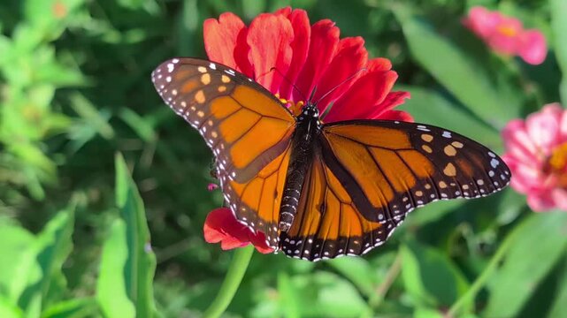 Monarch Butterfly feeds on zinnias in Winnebago County Illinois