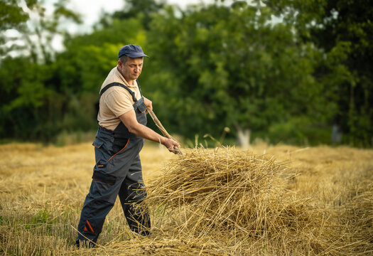Farmer gathers dry straw with wooden pitchfork in harvested field. Focused field worker wears practical overalls and cap beside loose pile of golden stalks under leafy trees, lifting stalks with fork.