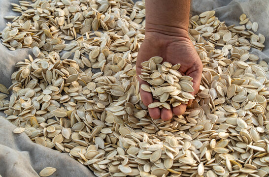 Hand scoops pumpkin seeds from large pile, holding pale dried kernels in open palm. Handful reveals flat oval shells spread across cloth surface, ready for food processing, as hand lifts seeds from