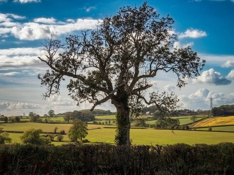 Mature tree overlooking patchwork farmland and green fields beneath a dramatic blue and cloudy sky in the United Kingdom.