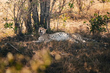 Ein Gepard nach der Jagd © Joas