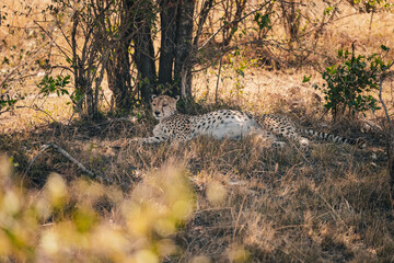 Ein Gepard nach der Jagd © Joas
