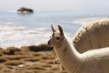 Lamas weiden im Hochland der Anden © Julia
