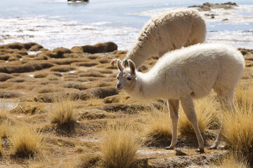 Lamas weiden im Hochland der Anden © Julia