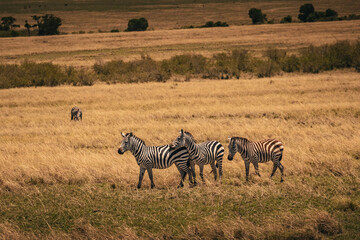 Zebra in Masai-Mara © Joas