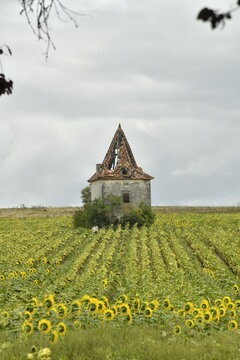 Champ de tournesols autour du pigeonnier en ruine sous un ciel de pluie au bourg de Champagne au P&eacute;rigord Vert (Dordogne-France)