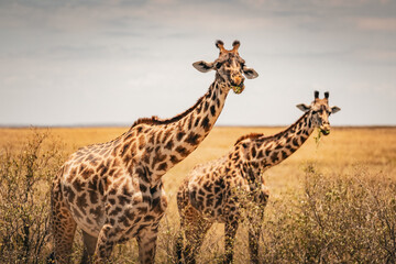Giraffe in Masai-Mara © Joas
