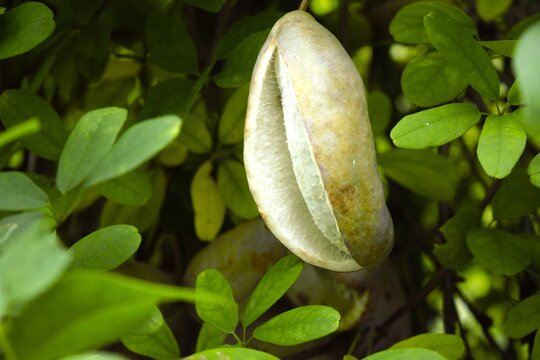 Ripe Akebi Fruit Split Open on a Vine, Akebia quinata