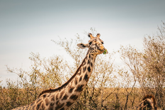 Giraffe in Masai-Mara