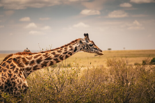 Giraffe in Masai-Mara