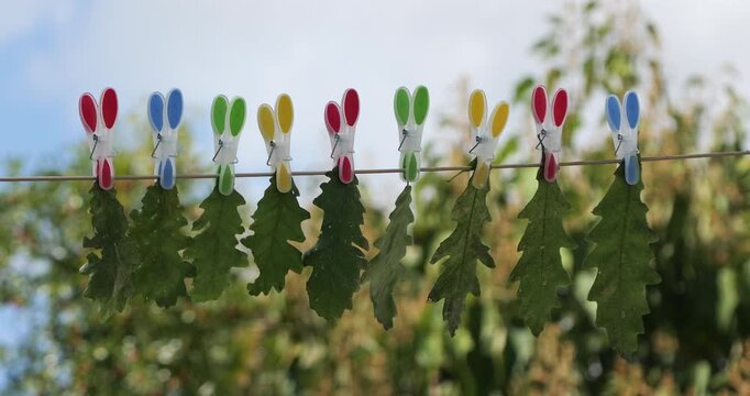 Colorful clothespins holding green oak leaves on clothesline