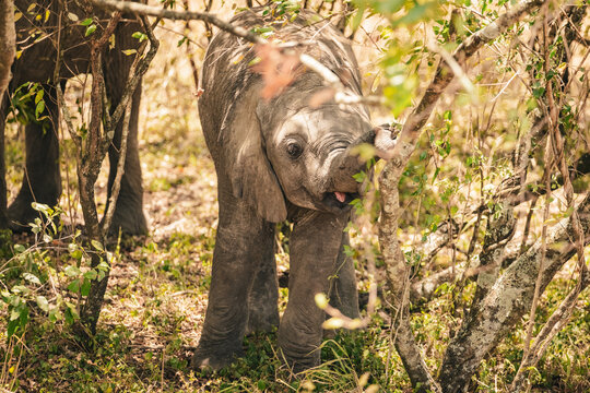 Babybuschelefant