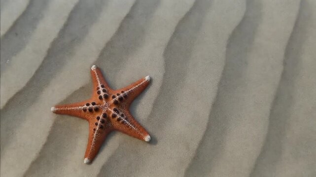 Water rippling over a resting starfish