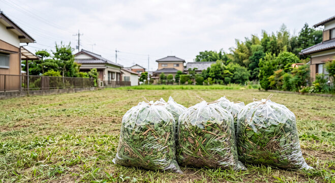 Transparent Bags Filled with Cut Weeds on Vacant Land